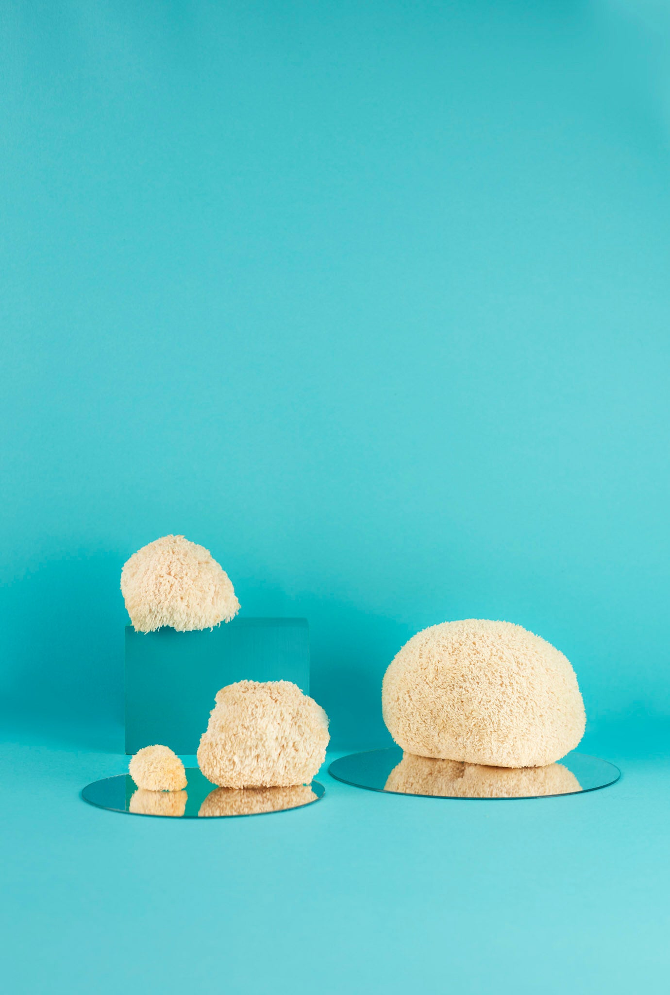 Pieces of fresh lions mane mushroom on a blue background